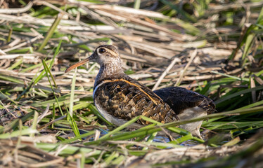 Greater painted-snipe On the ground in the field.