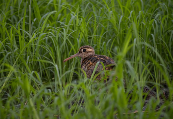 Greater painted-snipe On the ground in the field.