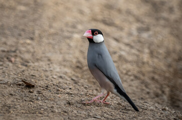 Java Sparrow on the ground.