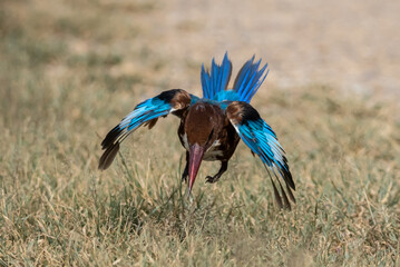 White-throated Kingfisher 