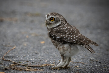 Spotted owlet (Athene brama) It is a type of bird of prey such as an owl. that can be found in Thailand