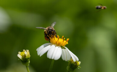 Bee on flower Macro Shot in garden.