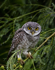 Spotted owlet (Athene brama) on the branch tree Animal portrait.