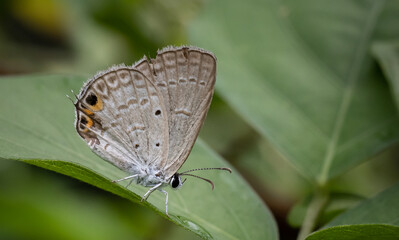 The Peablue Lampides boeticus  (Linnaeus,1767) on the green leaf macro shot.