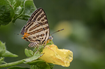 Spindasis syama terana (Club Silverline) on the green leaf macro shot.