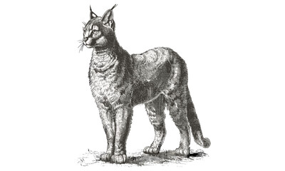 Hand-drawn Caracal Illustration, Antique Animal Print, Old Engraving Style, Vintage Wild Cat Art, Black Sketch Effect, Rustic Wildlife Wall Decor, jungle cat artwork, wild feline poster