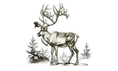 Winter Fauna Print, Caribou in Snow, Monochrome Wildlife Art, Rustic Sketch, Northern Animal Etching, Vintage Style, Hand-Drawn Illustration, lodge decor, wilderness wall art