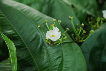 Close-up of a Delicate White Flower Blooming Amidst Lush Green Leaves