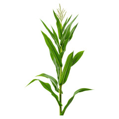 Obraz premium Fresh Corn Plant with Green Leaves and Ears in Natural Setting, isolated on transparent background.