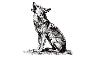 Vintage Coyote Howling, Rustic Nature Print, Monochrome Wildlife Sketch, Hand-drawn Wild Animal Line Art, Black Sketch, Old Engraving Style, Scientific Animal Drawing for Wall Decor