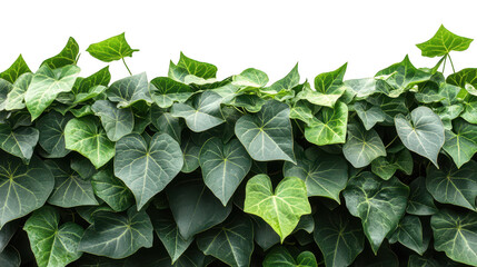 Fototapeta premium Lush Green Ivy Leaves Cascade on PNG Transparent Background