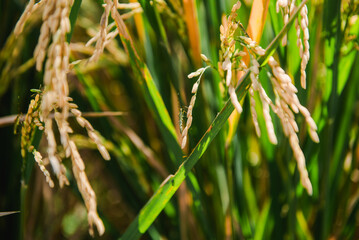 Golden Rice Paddy Field Close-Up View of Ripe Rice Plants