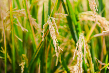 Golden Rice Paddies Close-Up of Ripe Rice Grains in a Lush Green Field
