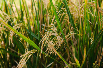 Golden Rice Plants in a Lush Green Field Close-Up View of Rice Paddy