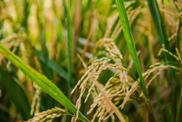 Close-up of Rice Plants in a Paddy Field, Showing Grain Development