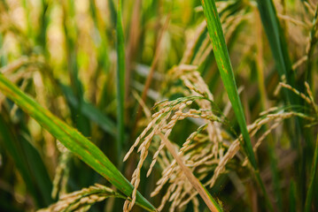 Golden Rice Paddies Close-Up View of Ripe Rice Grains in a Lush Green Field