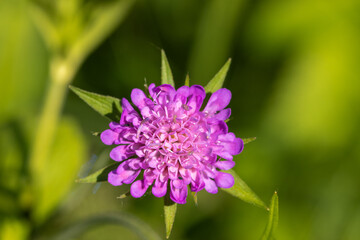 The flower of Knautia arvensis, commonly known as field scabious