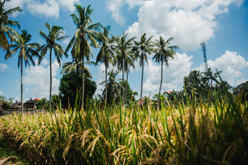 Tropical Paradise Golden Rice Paddies and Lush Palm Trees Under a Sunny Sky