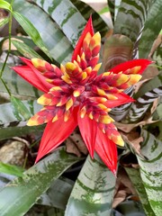 Beautiful orange Bromeliads blooming plants in tropical garden