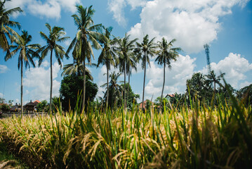 Lush Green Rice Paddy Field with Palm Trees Under a Blue Sky