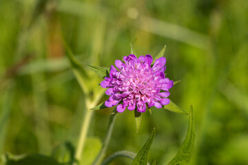 The flower of Knautia arvensis, commonly known as field scabious
