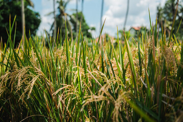 Golden Rice Paddy Field in Tropical Paradise Close-Up View of Ripe Rice Plants