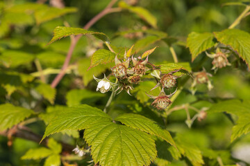 Wild Rubus idaeus (raspberry) flower