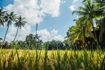 Golden Rice Paddies and Palm Trees Under a Sunny Sky