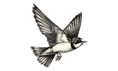 Rustic Wildlife Illustration, Swallow in Flight Engraving, Monochrome Bird Line Art, Ornithological Etching, Vintage Nature Print, Black Sketch for Bird Lovers, Trendy Old Engraving Style