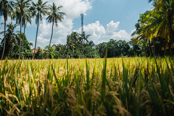 Golden Rice Paddies under Sunny Skies A Tropical Paradise Scene