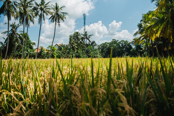 Golden Rice Fields of Bali A Stunning Tropical Landscape