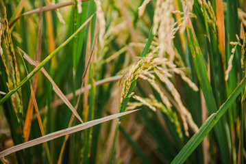 Close-up of Rice Plants in a Paddy Field, Showing Grains and Leaves