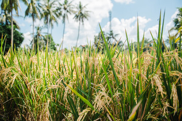 Golden Rice Paddy Field in Tropical Paradise Lush Green Plants Under Sunny Skies