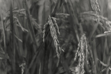Close-up Monochrome Photograph of Rice Plants in a Field