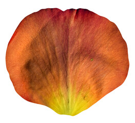 Orange Rose Petal isolated on transparent background