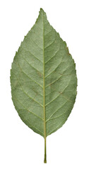 Rose Leaf isolated on transparent background