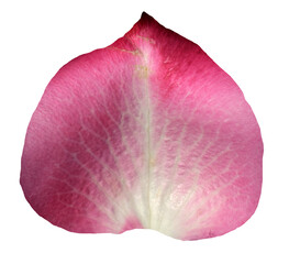 Purple Rose Petal isolated on transparent background