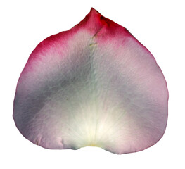 Purple Rose Petal isolated on transparent background