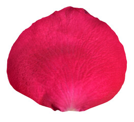 Red Rose Petal isolated on transparent background
