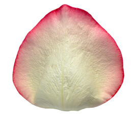 White and reddish Rose Petal isolated on transparent background