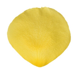 Yellow Rose Petal isolated on transparent background