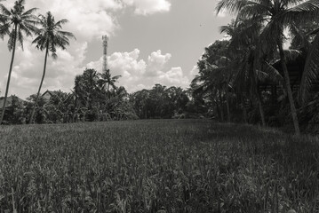 Monotone Landscape Rice Paddy Field with Palm Trees and Distant Tower