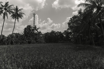 Monochromatic Landscape Palm Trees and Rice Paddy Field Under a Cloudy Sky