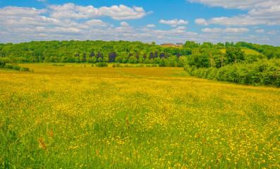 Yellow wildflowers in a green rolling landscape in bright sunlight in springtime, Voeren, Limburg, Flanders, Belgium, May 17, 2025