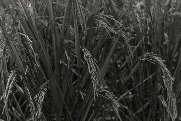 Monochrome Photograph of Rice Plants in a Paddy Field