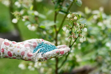 Blueberry Fertilizer during Flowering. Feed Blueberries Plant. Blueberry Fertilizing with Granules in Spring.