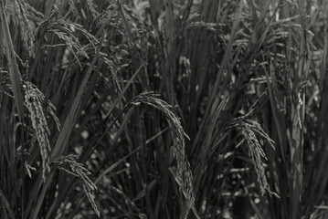 Monotone Rice Paddy Close-Up View of Rice Plants in Black and White