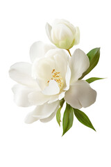 Fototapeta premium A close up of a white flower with a bud and green leaves against a black background in a studio shot on transparent background