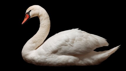 Fototapeta premium Elegant mute swan portrait against black backdrop, graceful curve of neck, side view, studio shot, serene beauty