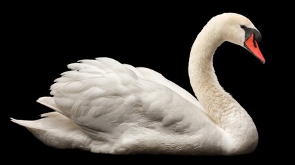 Fototapeta premium Elegant Mute Swan Swimming Profile Studio Shot Isolated on Black Background Bird Beauty Grace Nature